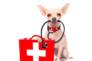 Is beleggen in dierengezondheid interessant?